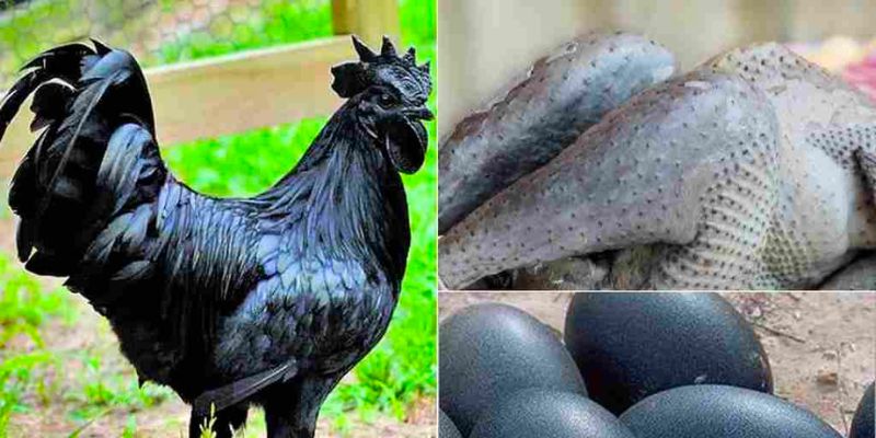 Lý giải sự đắt đỏ của giống gà mặt quỷ Indo
